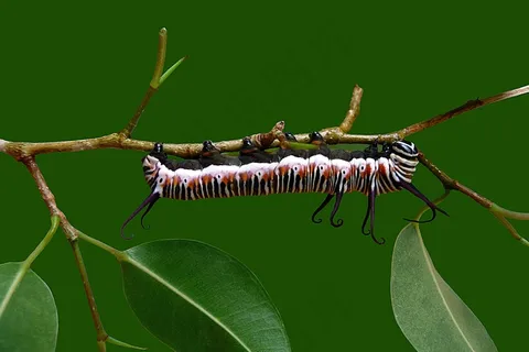 毛毛虫，蝴蝶，Pu