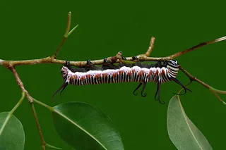 毛毛虫，蝴蝶，Pu