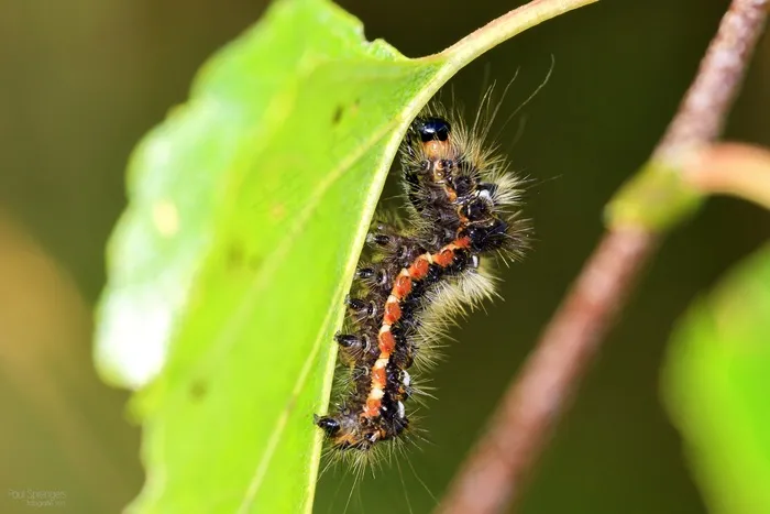 宏，毛毛虫，Bug，特写，自然，毛茸茸
