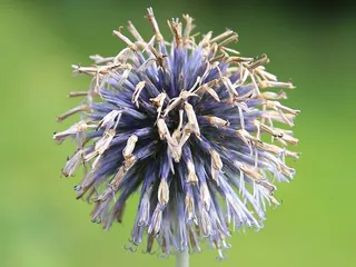 环球蓟，蓟，Ruthenian Kugeldistel，蓝色