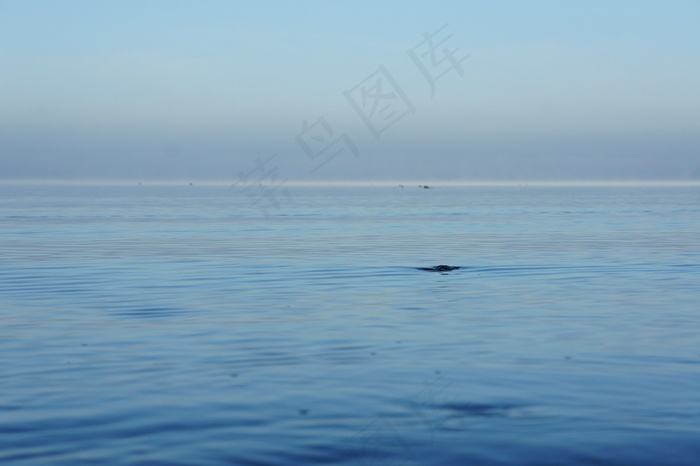 水，基姆湖，性质，波，湖泊风景，美丽，早上