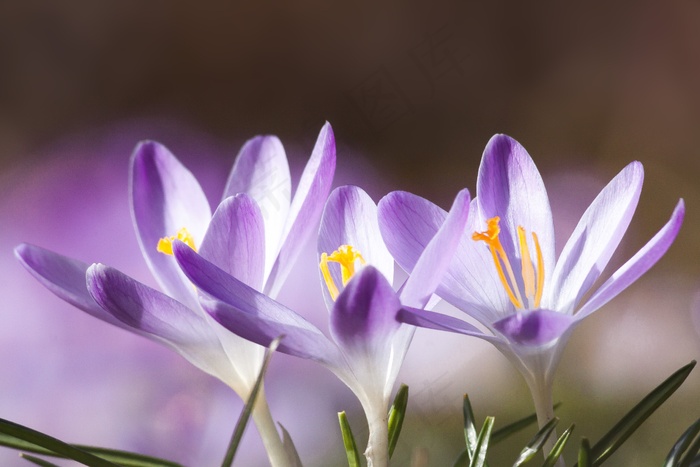 春，番红花，Schwertliliengeengewaechs，春番红花