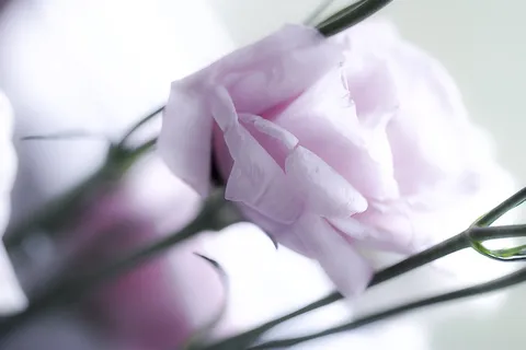 玫瑰，投标，开花，粉红色，花，自然