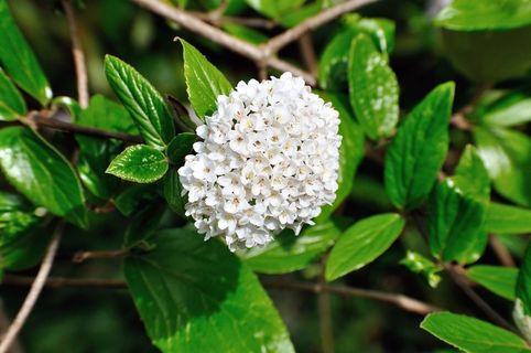 Prachtspiere，绣线菊Vanhouttei，白，Spierstrauch