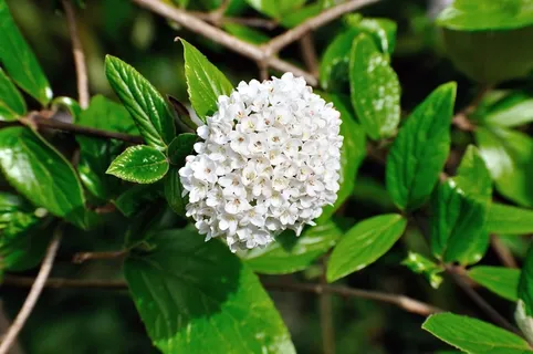 Prachtspiere，绣线菊Vanhouttei，白，Spierstrauch