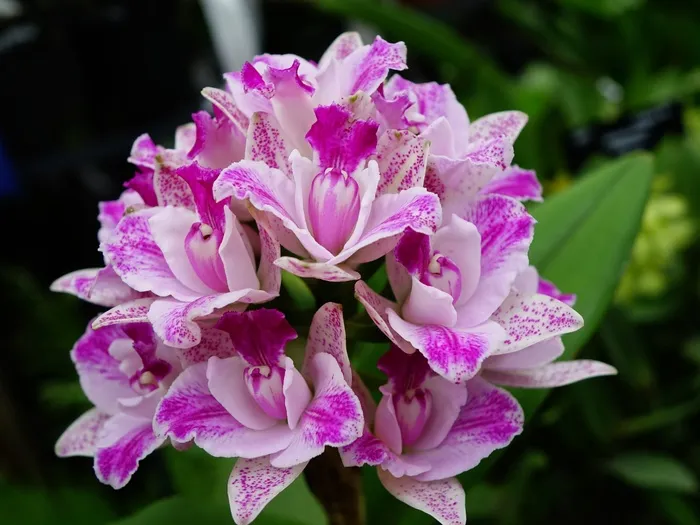 兰花，花，花的，盛开，枝杈，特写，绿色