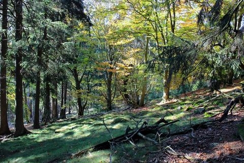 森林，山，苔，性质，陶努斯，秋季，绿色