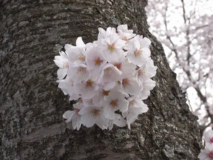 樱桃，伊豆，粉红色