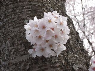 樱桃，伊豆，粉红色