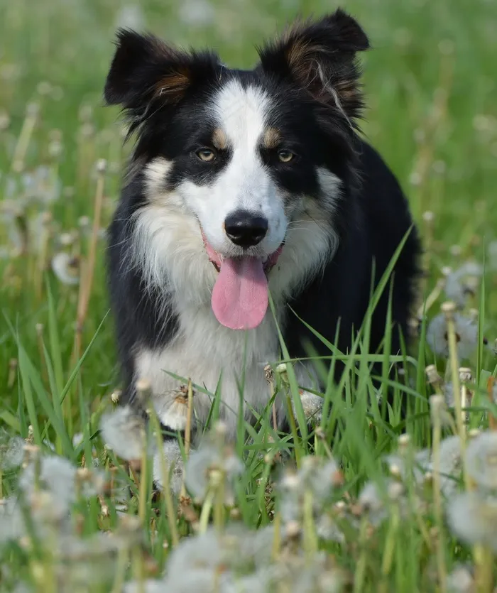 花草甸，边境牧羊犬，英国牧羊犬，狗
