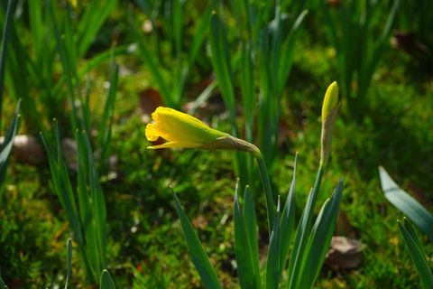 水仙Pseudonarcissus，黄水仙，花，开花