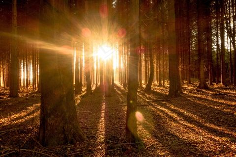 森林，树木，光，太阳，阳光，性质，秋季