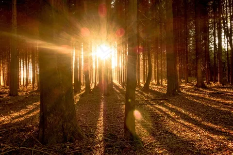 森林，树木，光，太阳，阳光，性质，秋季
