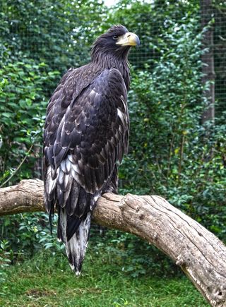 鹰，自然，捕食者，鸟，坐