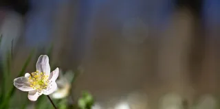 海葵，花，春天的花朵，初夏