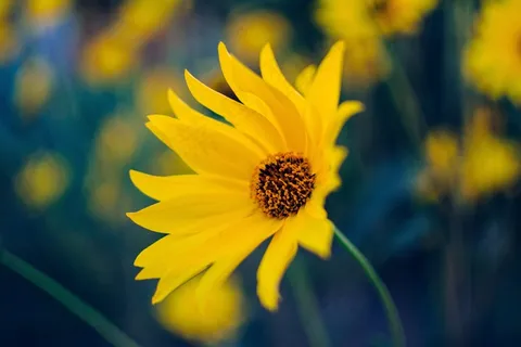 野花,雏菊,黄色,盛开,开花,宏,植物群 野花,雏菊,黄色,盛开,开花,宏,植物群