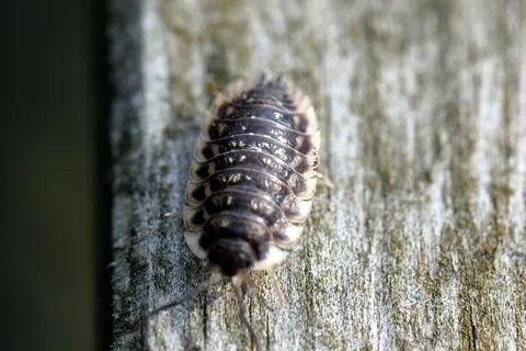 虱子，昆虫，爬行动物，虫子，自然