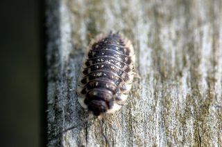 虱子，昆虫，爬行动物，虫子，自然