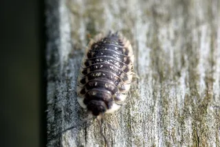 虱子，昆虫，爬行动物，虫子，自然