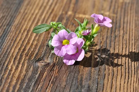 Zauberglockchen,花,开花,盛开,粉红色,植物 Zauberglockchen,花,开花,盛开,粉红色,植物