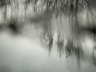 树,模糊图片,头发,云雾,树,鬼影反射