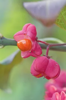 花，宏观，自然