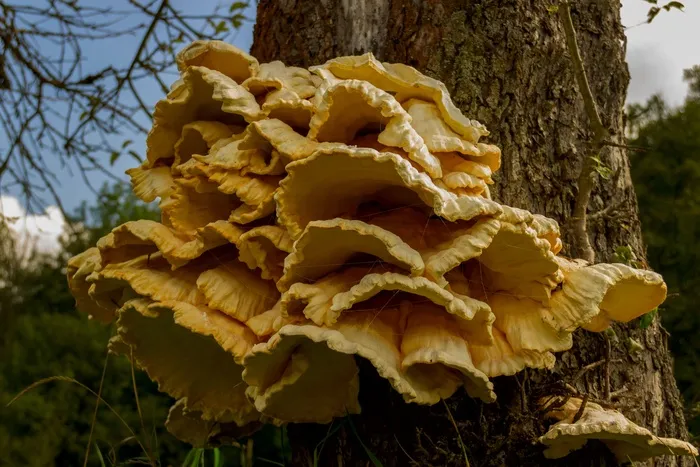 Laetiporus sulphureus，真菌，多孔，树，木材