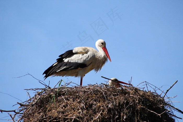 自然，鸟，鹳，巢，动物