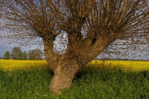 树，Weidenbau，牧场，田野边缘