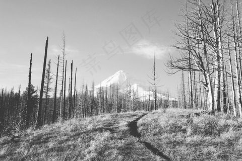 钢笔画,树,自然风景,林带,冰雪,雪黑白山冰 钢笔画,树,自然风景,林带,冰雪,雪黑白山冰