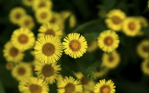 花,他们的妈妈,黄色的花 花,他们的妈妈,黄色的花