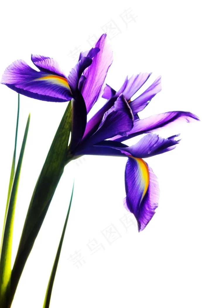 鸢尾花，花，性质，花的，春天，花瓣，植物学