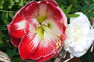 阿玛丽利斯，红色，开花，花，植物，植物学