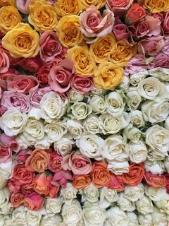鲜花,玫瑰,颜色,爱情,花的,自然 鲜花,玫瑰,颜色,爱情,花的,自然