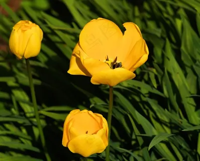 郁金香,郁金香,花,鲜花,黄色,春天 郁金香,郁金香,花,鲜花,黄色,春天