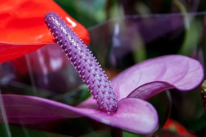 红掌，紫色，火烈鸟花，花，关闭