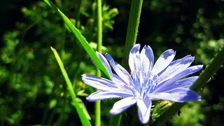 花，花的，植物，自然，开花，花瓣