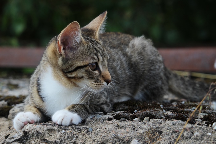 猫，小猫，猫宝宝，鲭鱼，Mieze，家猫