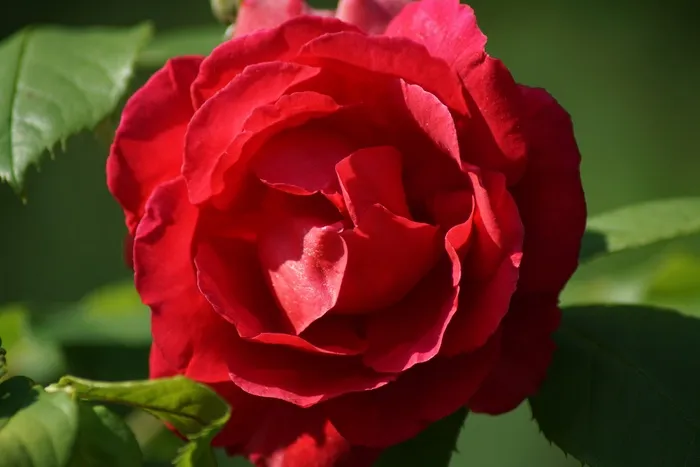 大自然，鲜花，玫瑰，红色