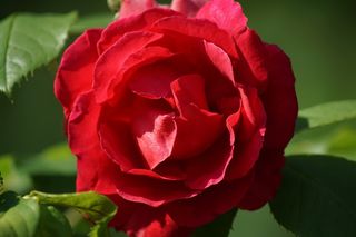 大自然，鲜花，玫瑰，红色