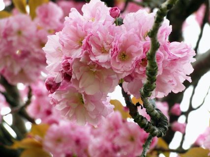 樱花，红色，粉红色，嫩，春天，绿色