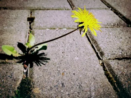 蒲公英,杂草,花,开花,黄色 蒲公英,杂草,花,开花,黄色