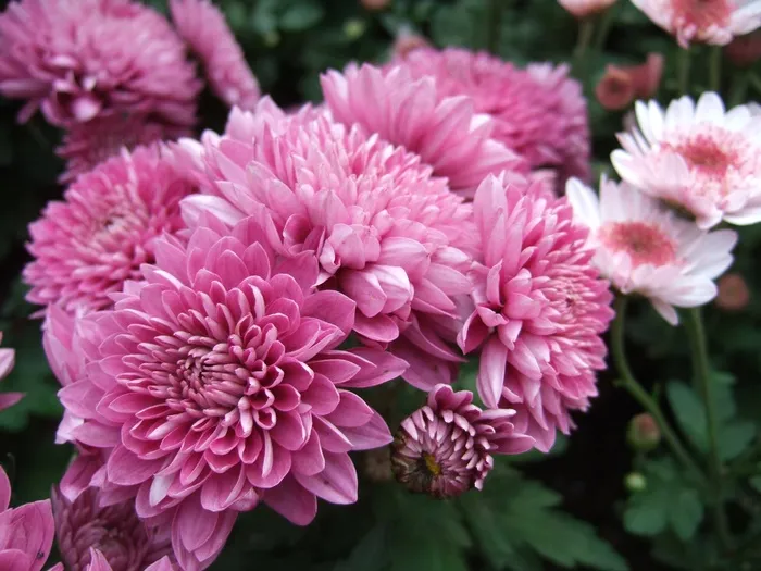 菊花，花卉，菊花展