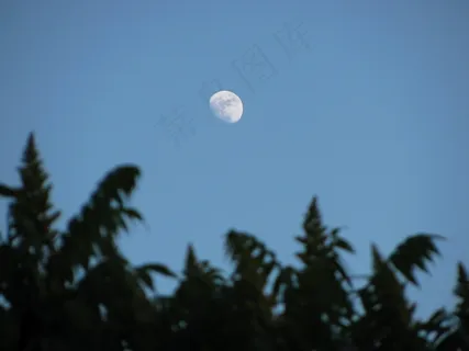 月亮，天空，Skyscape，树，植物，植被，分支机构