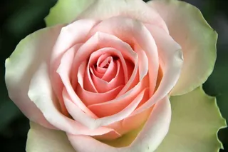 花，植物，玫瑰，粉红色