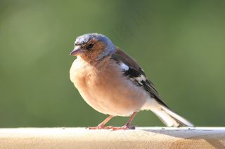 鸟，雀科，渺小，动物，野生动物，森林，自然