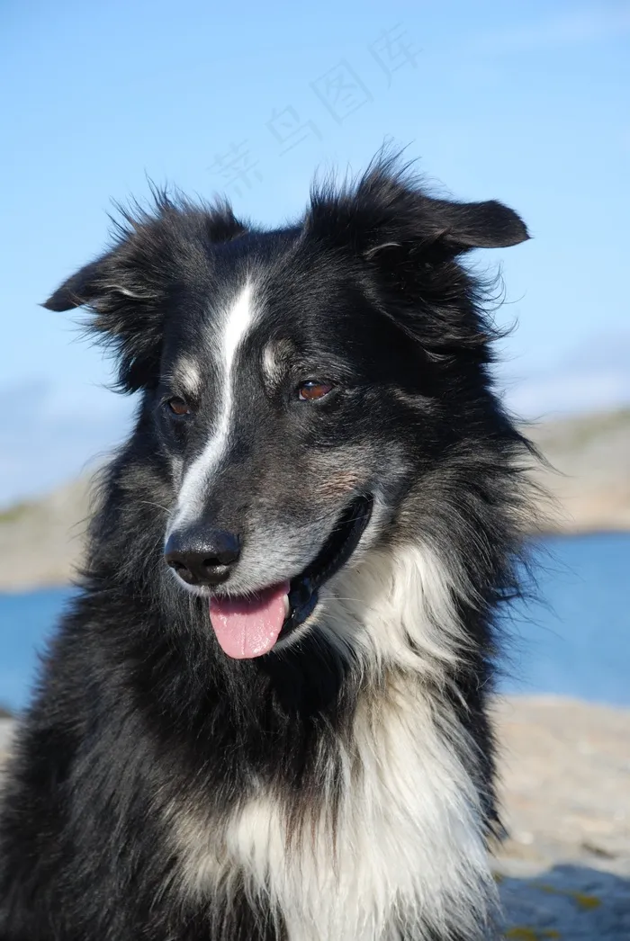 狗，边境牧羊犬，黑色和白色