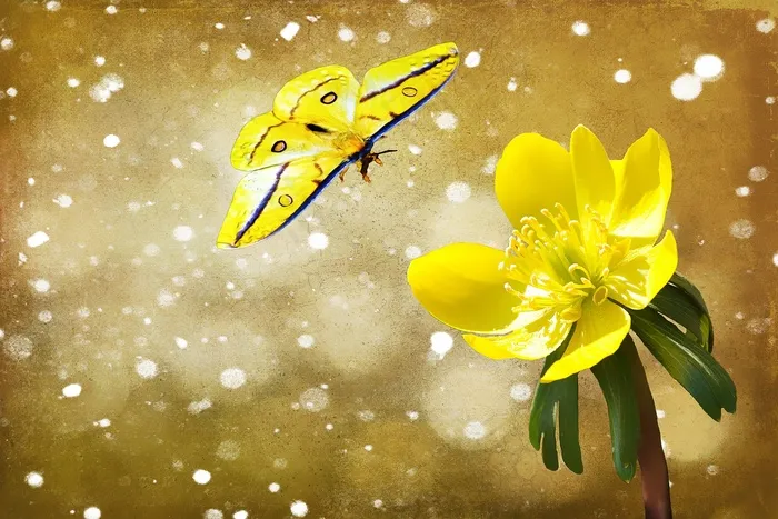 委陵菜，狗头人，植物，花，开花，盛开