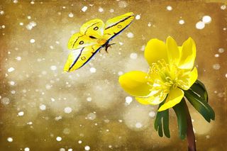 委陵菜，狗头人，植物，花，开花，盛开