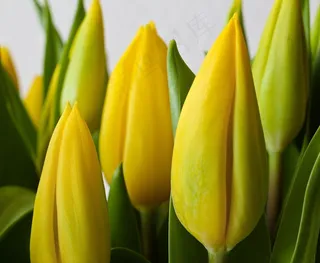 郁金香，花，春天，黄色，鲜花，自然